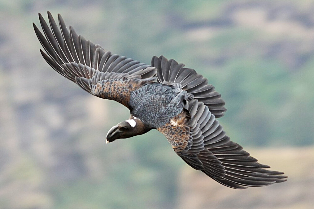 Billy raven. Billy raven. Wallpapers oriolus crassirostris. Эфиопский толстоклювый ворон. Бронзовая ворона эфиопия.