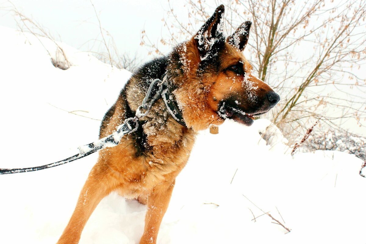 какой мороз выдерживает овчарка на улице. какой мороз выдерживает овчарка на улице. овчарка зимой. какой мороз выдерживает овчарка на улице. овчарка в снегу.