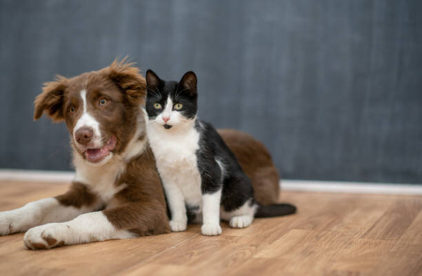 Что лучше в квартире: собака или кошка? Сравнение основных преимуществ