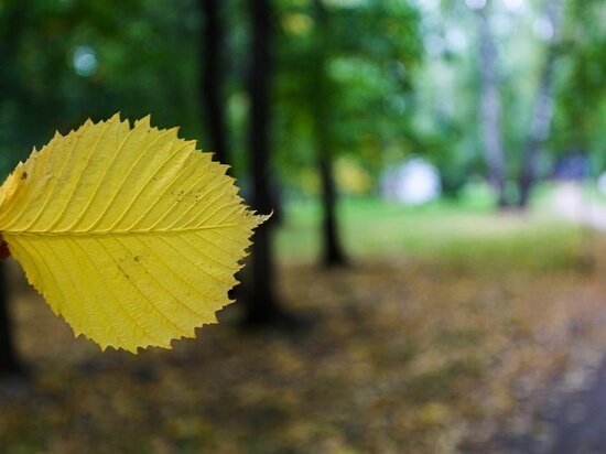     Густаво Зырянов / "МК в Новосибирске"