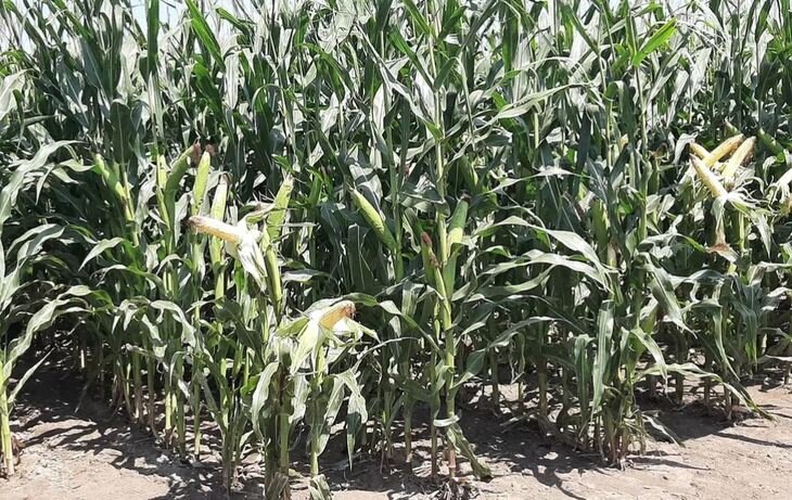    Спрос на бионематициды растет с мировым увеличением площадей под кукурузой