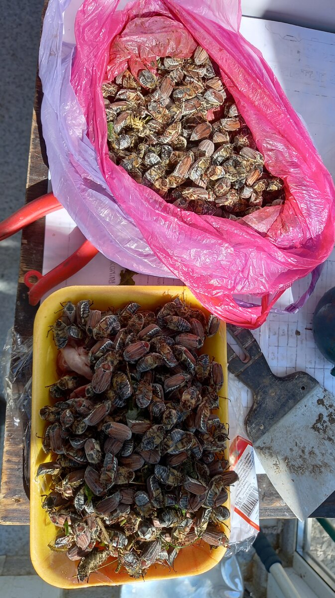 Обед для аистов готов