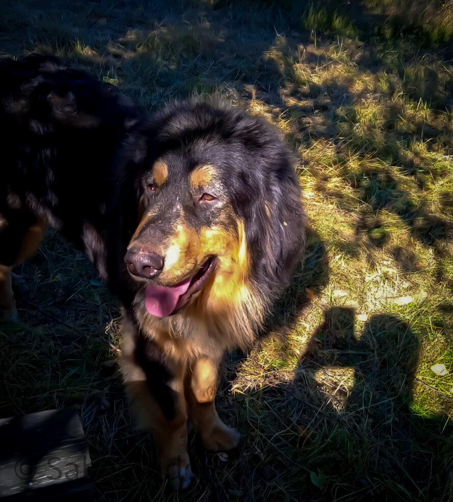 Кайсар проверяет на месте ли все куры!