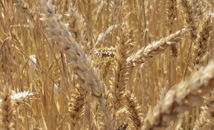    АККОР предложил увеличить объемы интервенционных закупок урожая 2022 у зерновых фермеров