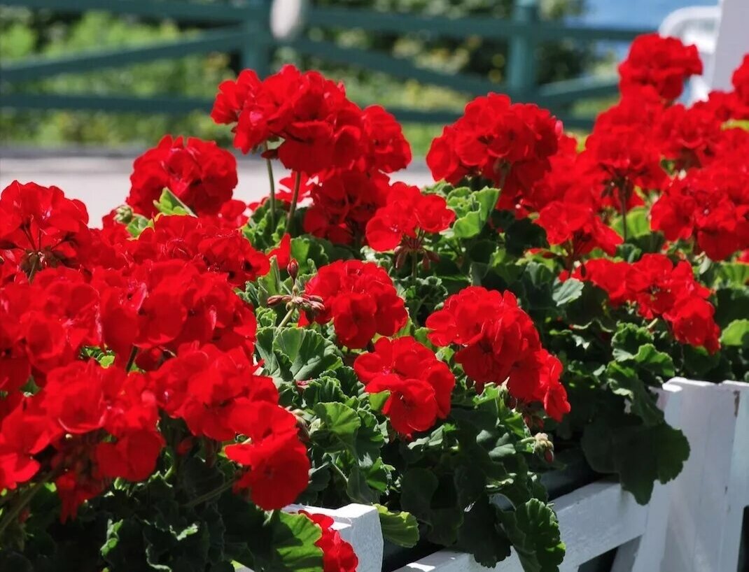 Замечательная герань. Фото Яндекс.Картинки