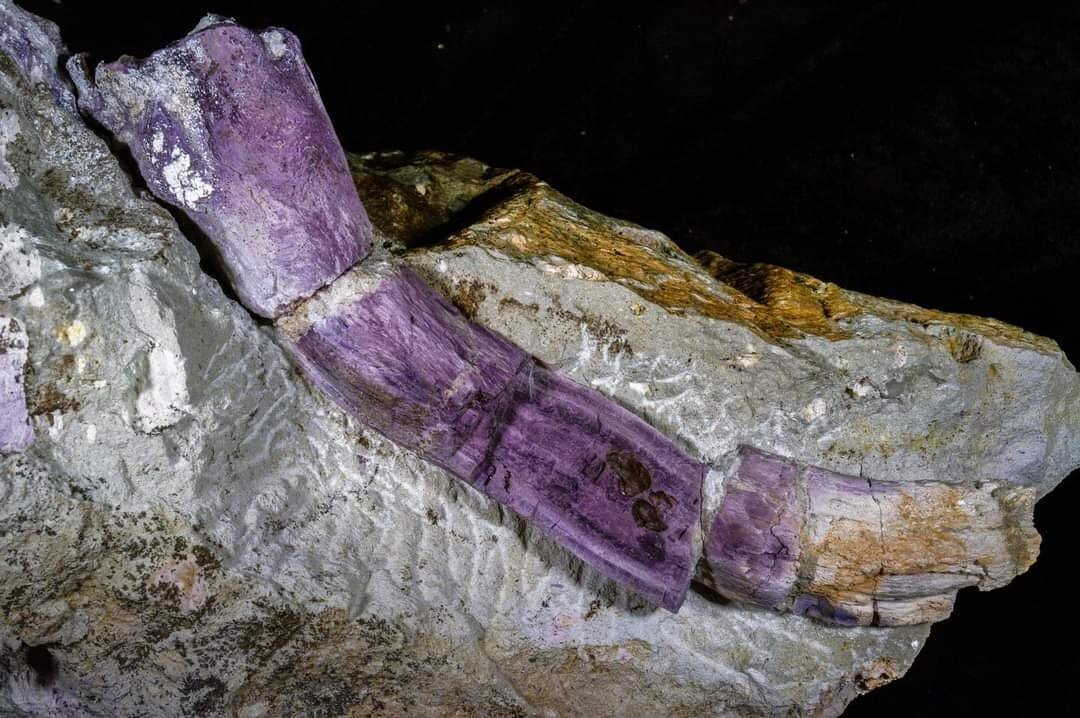 Флюорит в окаменелом дереве Dadoxylon sp. из месторождения Хемниц (Chemnitz) Германия. Особенностью месторождения является цвет растительных остатков: большая часть образцов имеет фиолетовую окраску, которую придает минерал флюорит.
