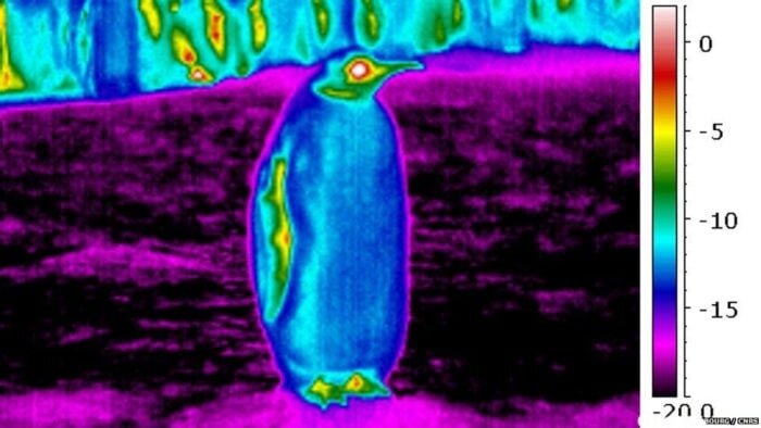 Пингвин на тепловизоре