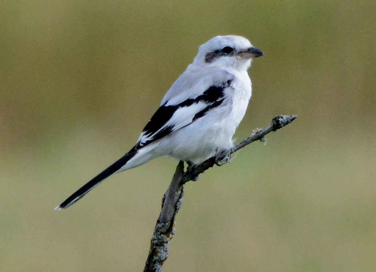 Фото из общедоступных интернет-источников.