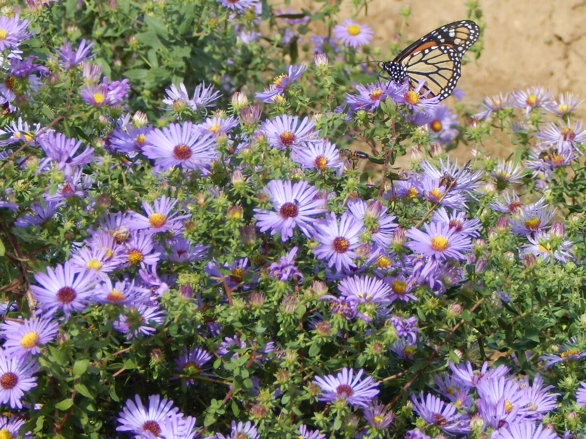 Астра Aster coloradoensis