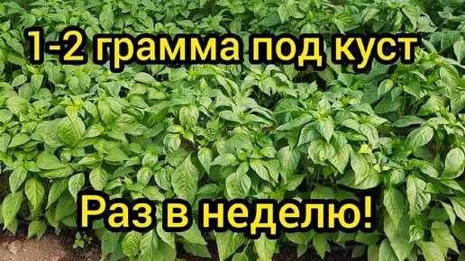 От этой подкормки - шикарные, зеленые кусты перца! Чем подкормить в июле?