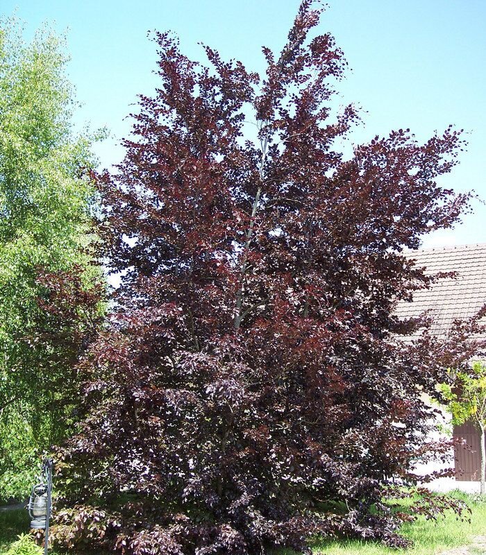 В Яндекс.Картинках наш бук выглядит как-то так.