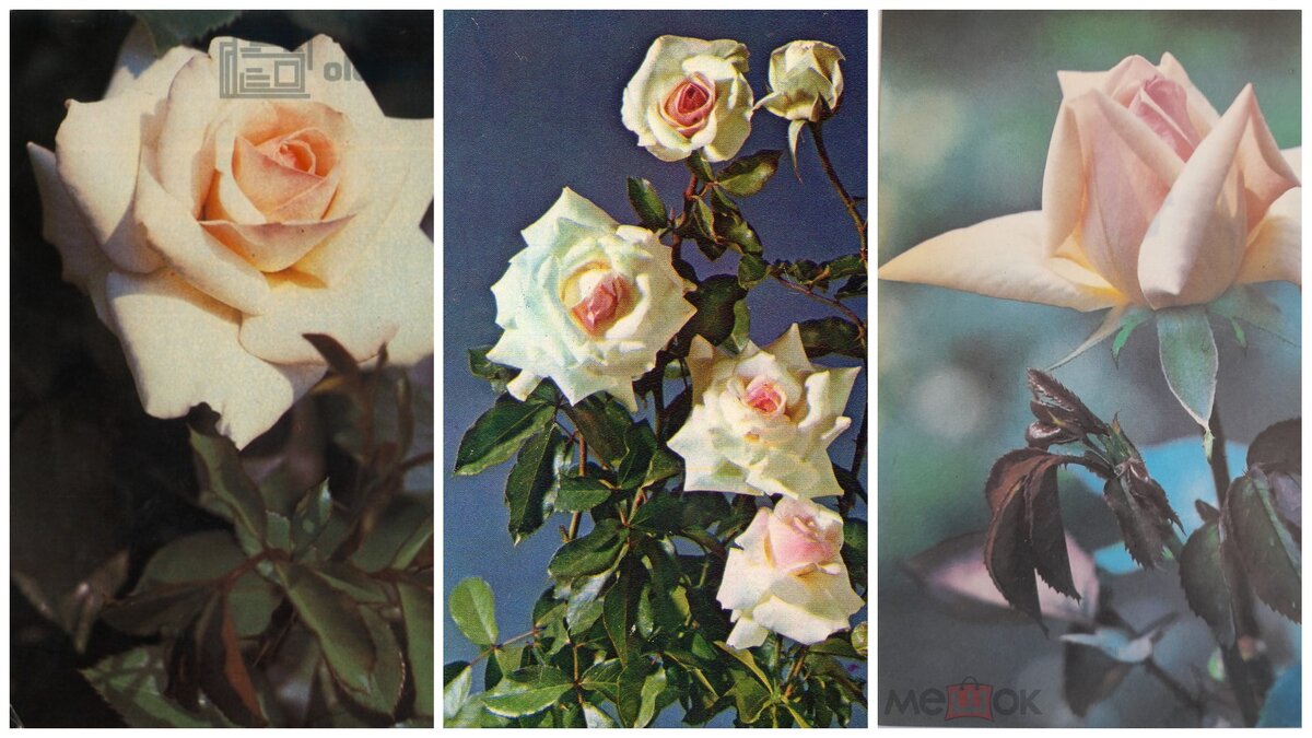 Вот они – мои "Шванензее", "Шнееванзее" и "Ракета" начала восьмидесятых, утраченные в неравной битве с ушастым воплощением зла