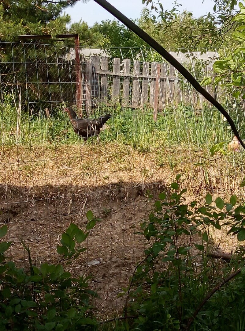 моя чернушка, но несет белое яйцо)))чудеса да и только