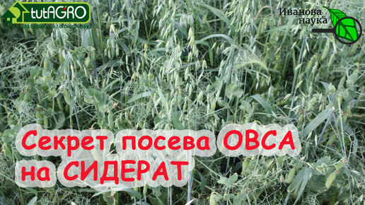 Азбука сидератов. Ч.4. Овёс - из лучших сидератов. В 100 раз больше пользы, если посеете ОВЕС правильно! И не слушайте глупых о проволочнике