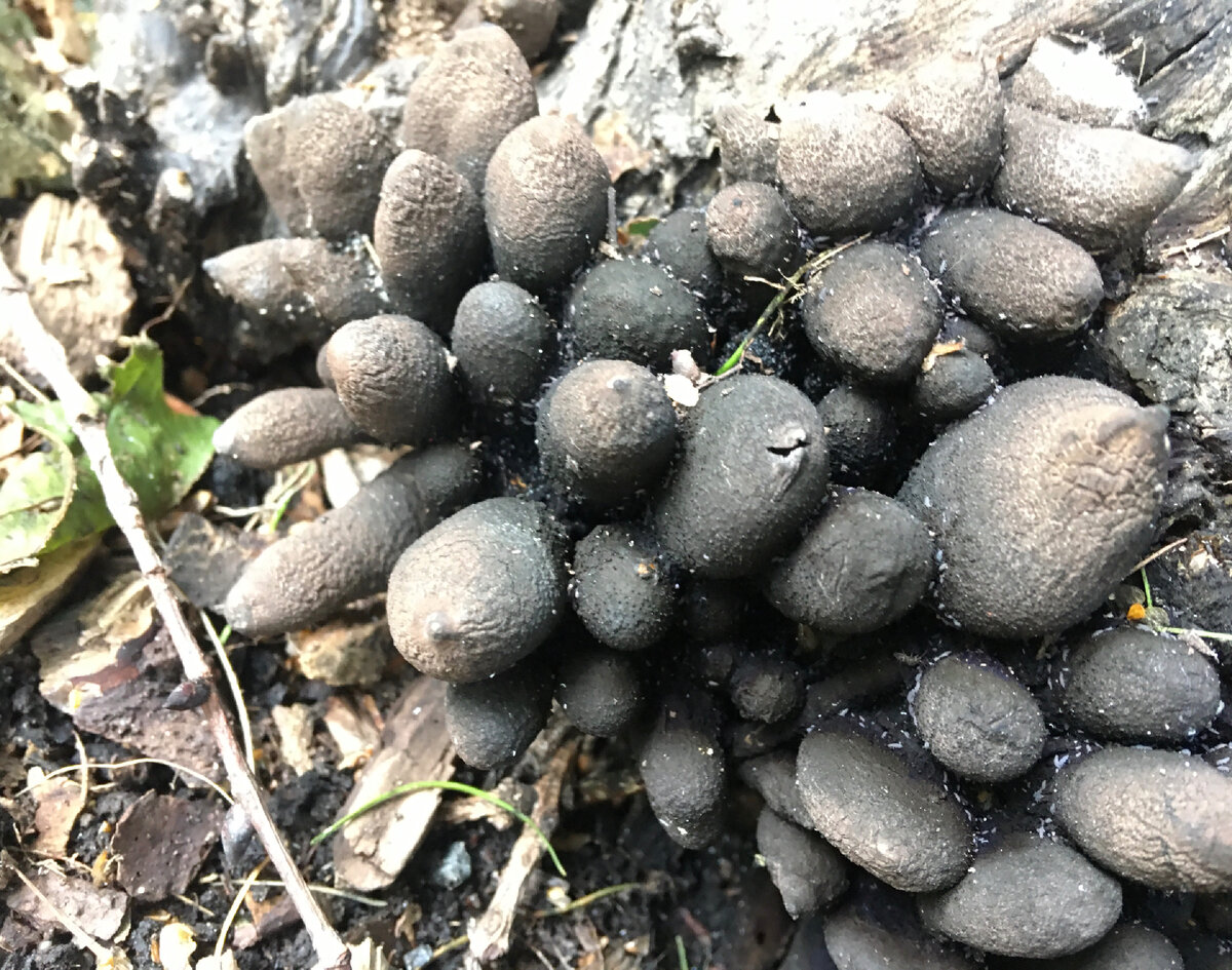 Москва 20.09.2022….Пальцы мертвеца(ксилария многообразная) в парке Сокольники….Символ грибного сезона 2022 в Московской Области….