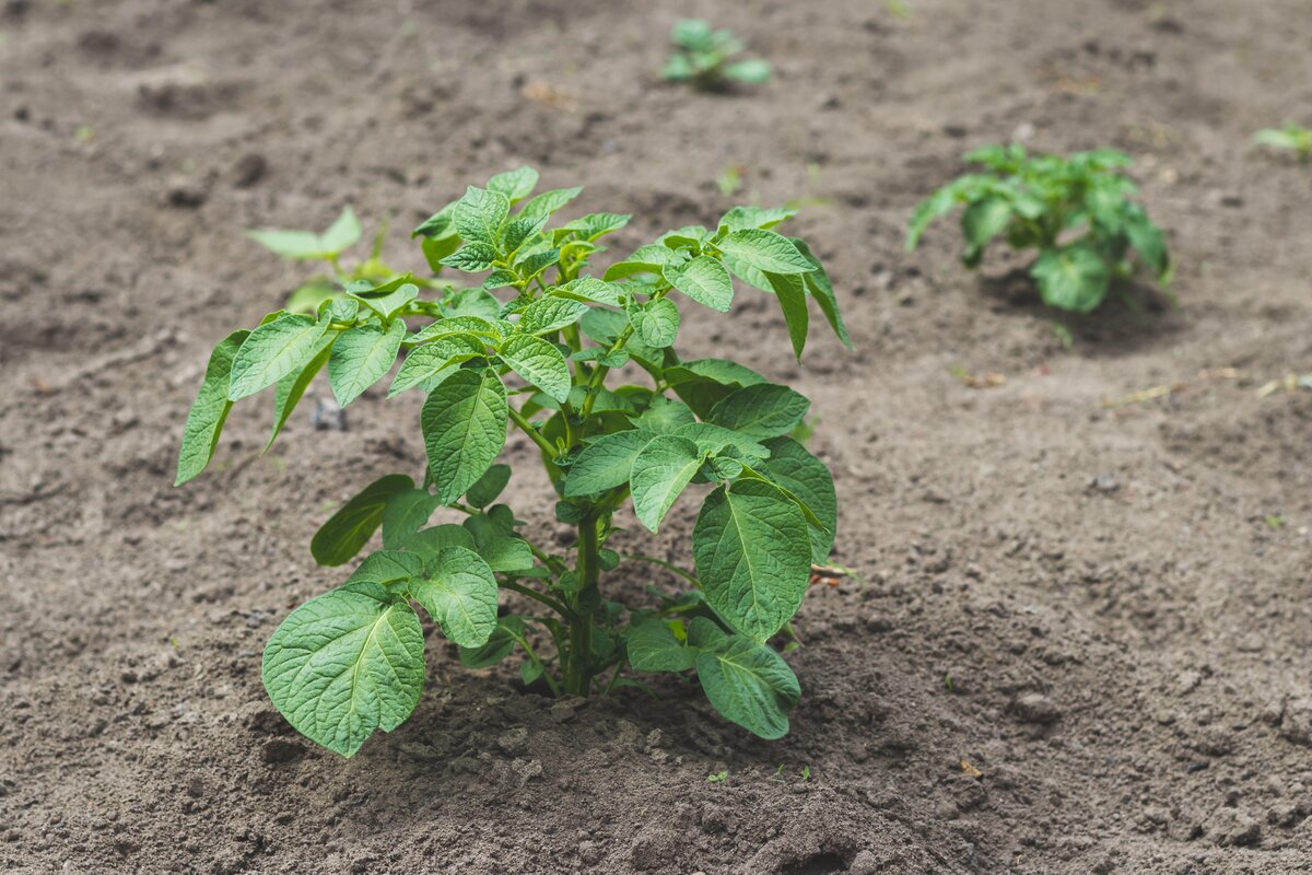    Опытные огородники отмечают здоровые кусты, чтобы собрать семенную картошку.legion-media