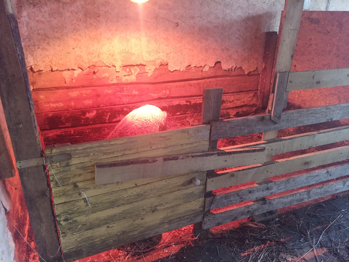 Ни для кого не секрет, что свиньи не такие уж далекие сородичи человека. По составу и свойствам крови они настолько приближены к людям, что все современные лекарства, связанные с влиянием на динамику крови, испытывают сначала исключительно на свиньях. Химический состав свинины также очень близок к составу мышечной ткани человека, а потому она наиболее полезна для людей. Свиньям просто необходимо  общество собратьев и сестер. Сейчас у нас свинка осталась одна , вы не представляете как она грустит , кушает очень плохо .