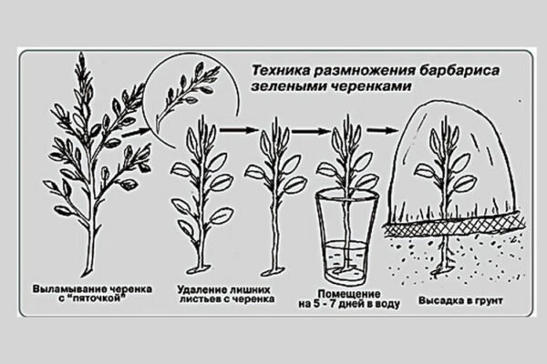 Секреты выращивания лобелии