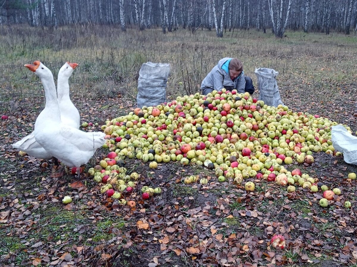 Приезжай к нам в гости, мама , 