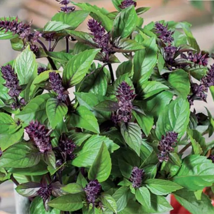 Карамельный базилик