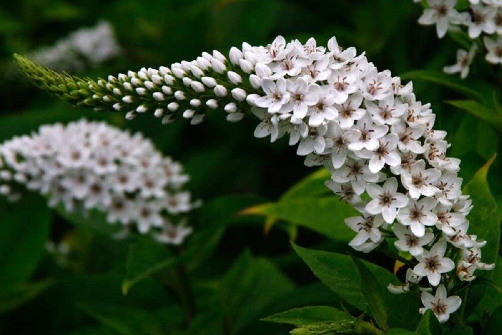 Вербейник Clethroides