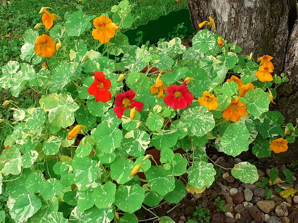 Вариегатная настурция в моем саду