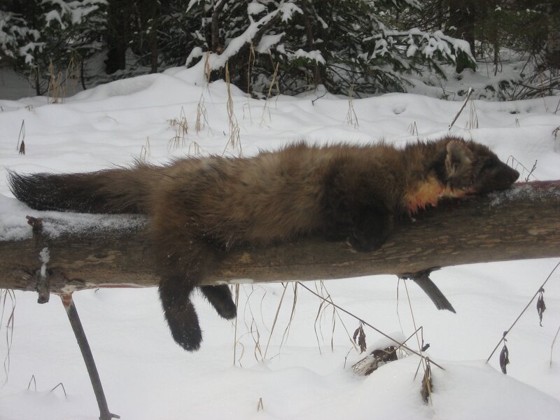 На куницу хороший спрос