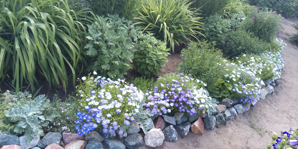 Цветник  у  забора  июнь  2021г