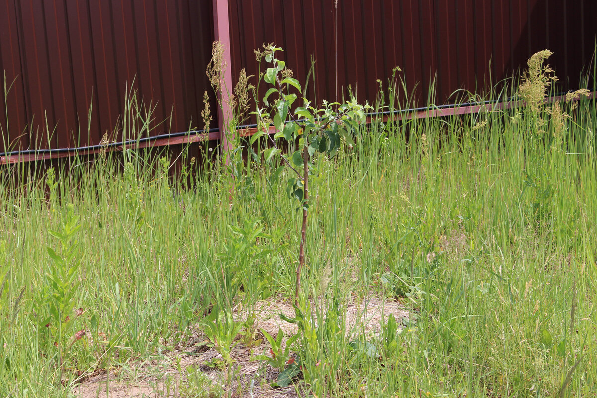 вот с таким разнотравием пришлось бороться !