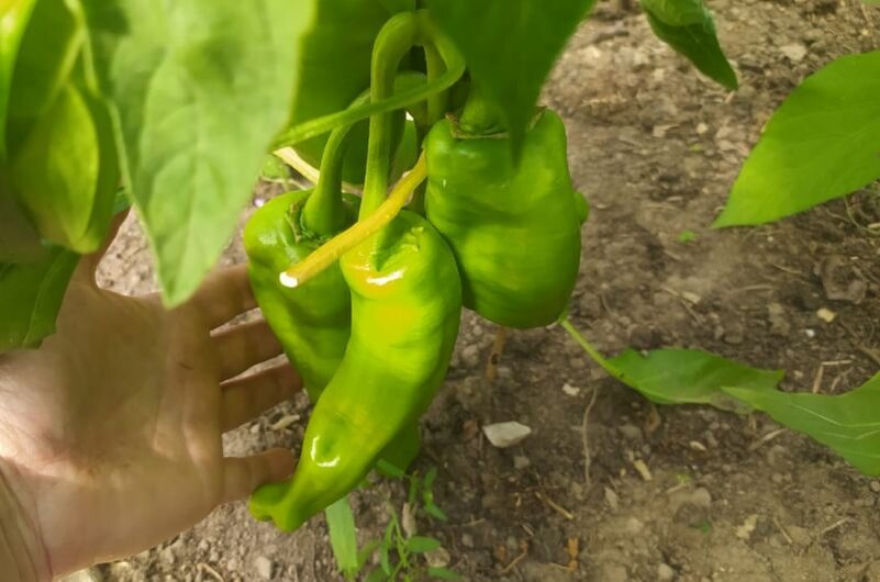 Перец сорта "Сибирский экспресс".