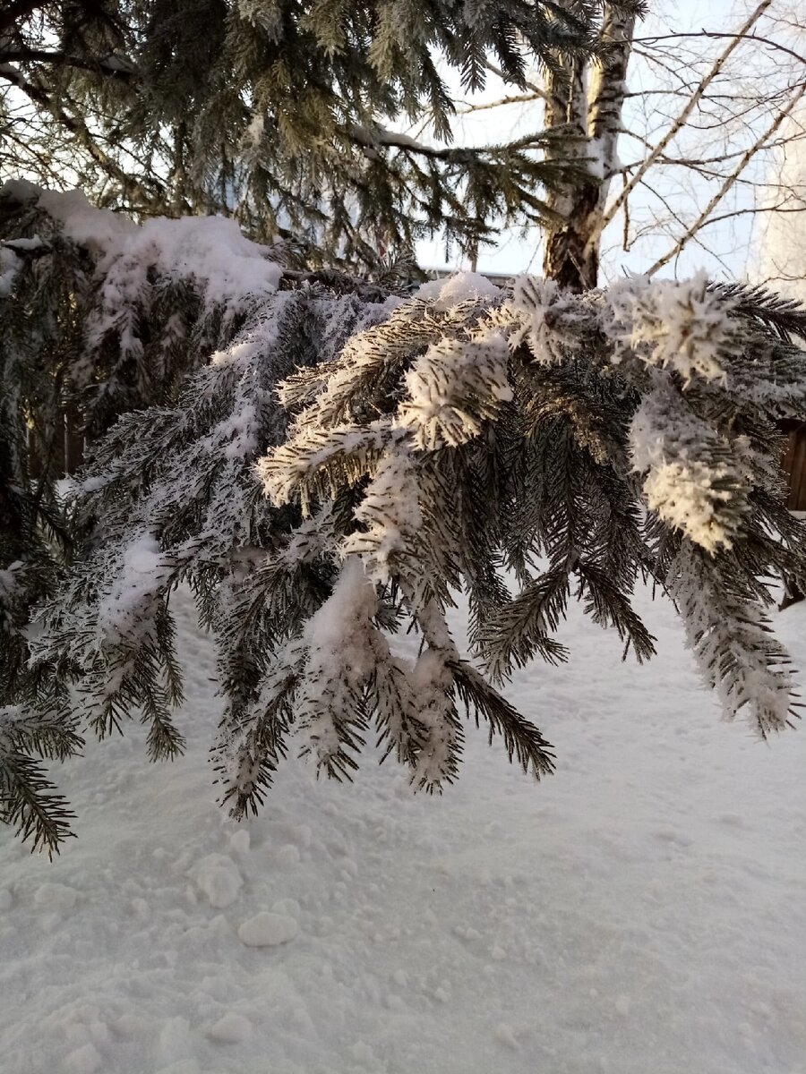 Ель. Фото автора. 