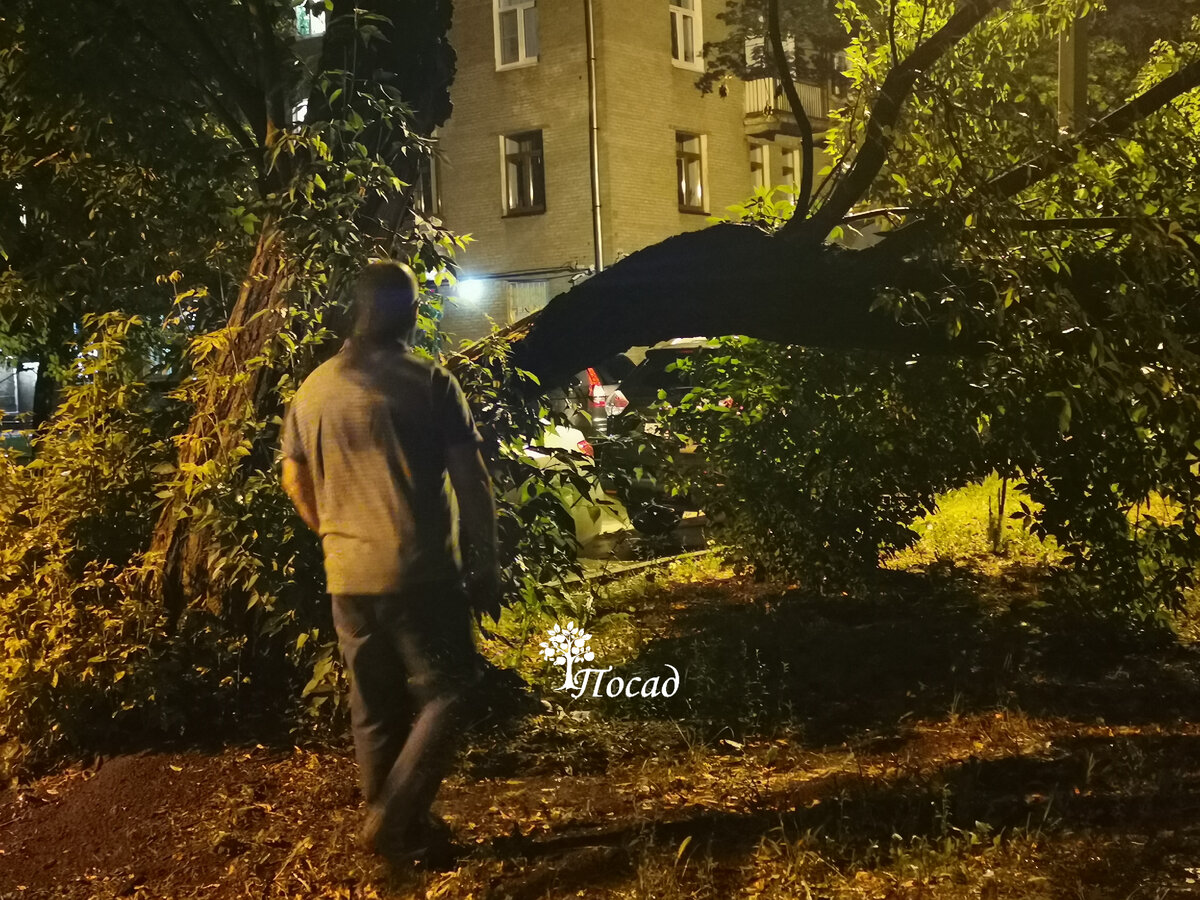 Гуляя вечером, мы практически стали свидетелями падения старого клёна. И ветра-то особого не было. Раздался треск и дерево упало. Это страшно.