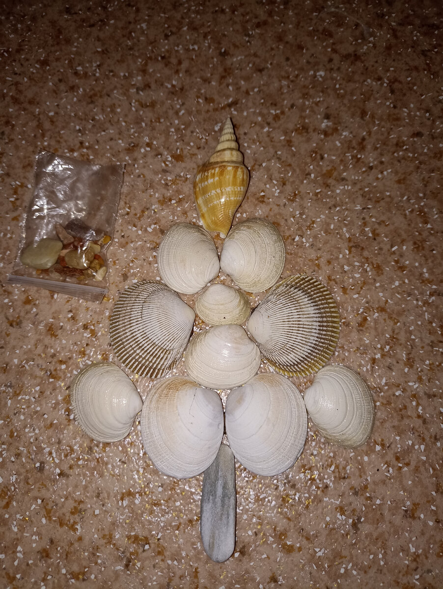  Ракушки. Фото автора.