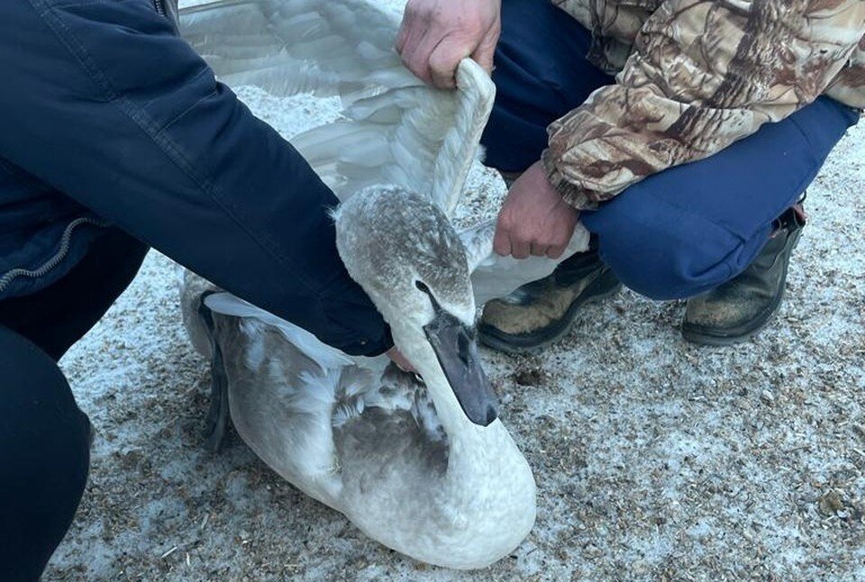     Фото: Россельхознадзор по Оренбургской области