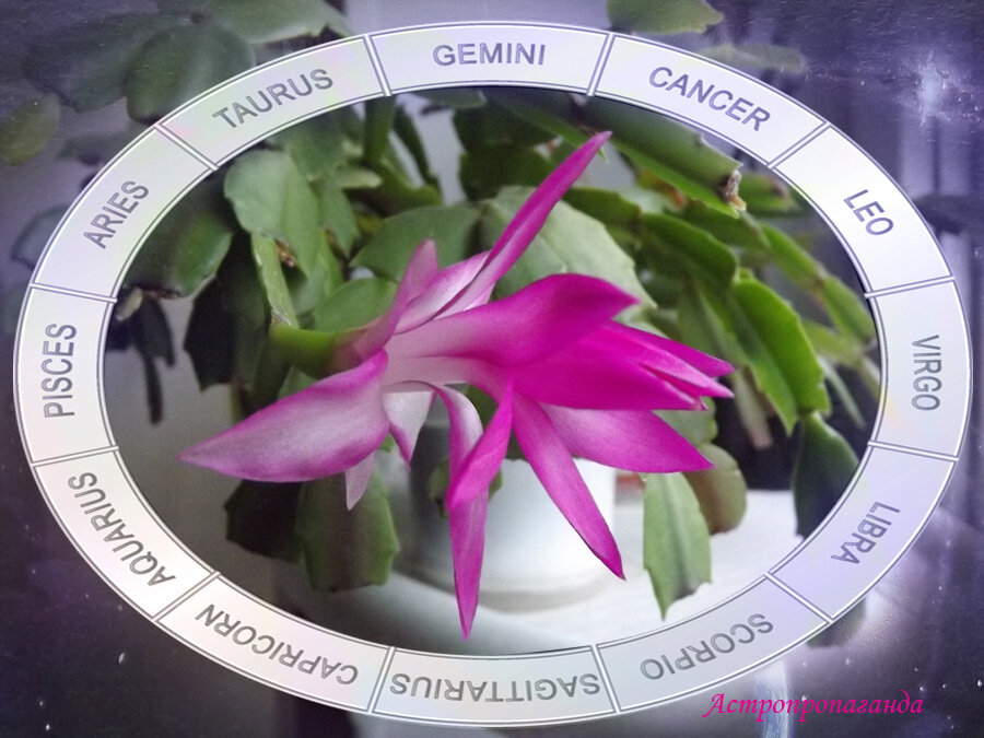 Коллаж Нины Стрелковой. 