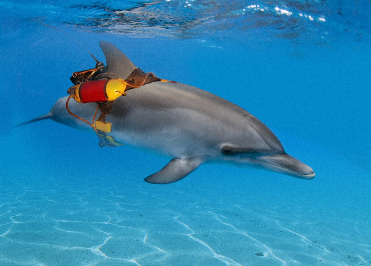 Тренировка дельфина