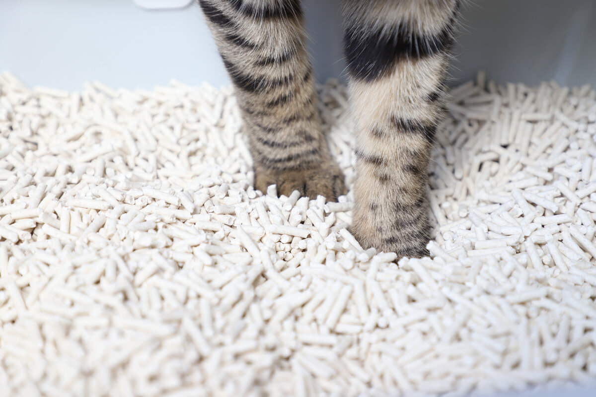 Растительные наполнители CAT STEP Tofu идеально подходят для содержания больших кошек. Величина их гранул составляет 12х3 мм – это одни из самых крупных пеллет для кошачьего лотка.