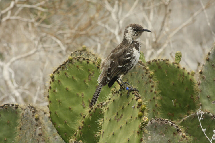 Пить кровь, есть мясо, нападать на людей мне кажется недостаточно жёстким. А посижу-ка я голыми лапами на кактусе! 