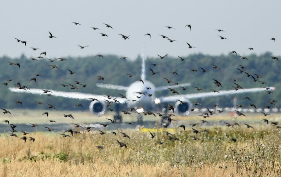 Стая птиц в аэропорту 