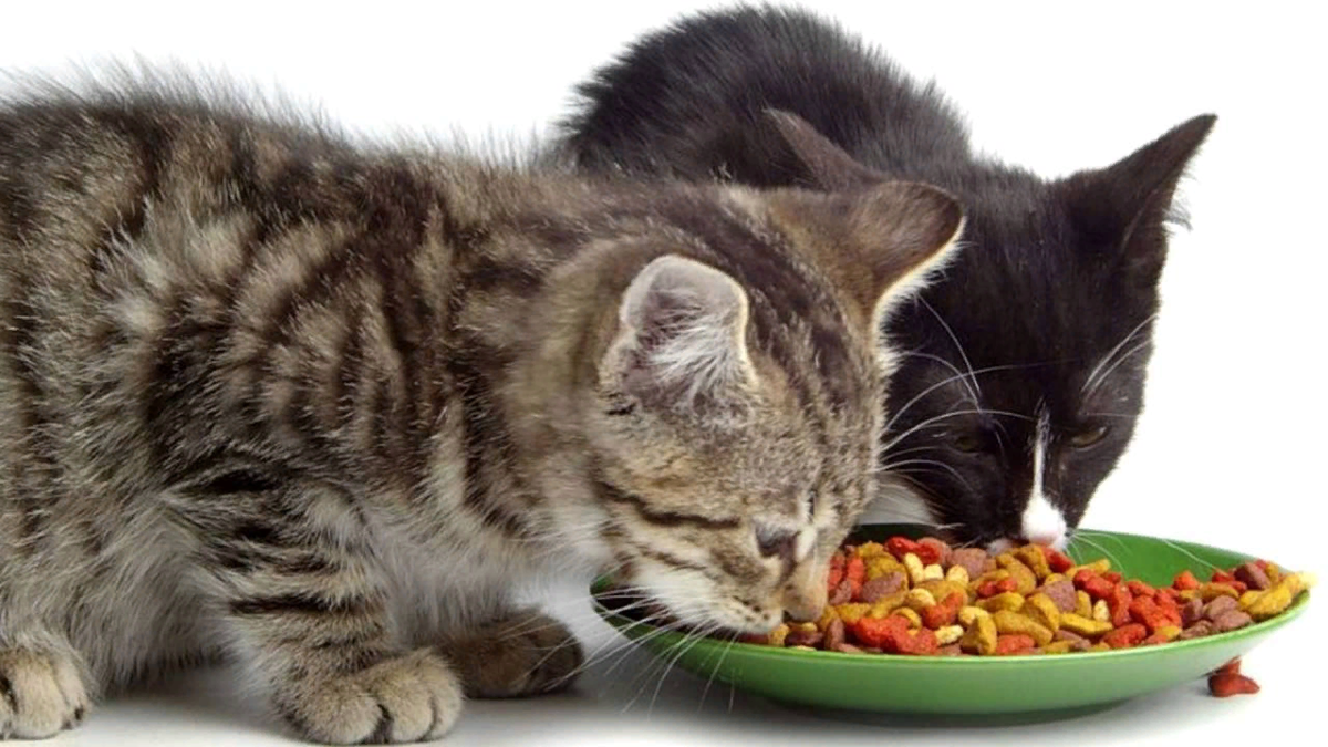 Почему кошка ест котят есть своих. Питание кошек. Еда для кошек. Еда для котят. Питание домашних кошек.