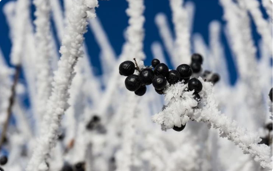 Аномальная зима: как защитить растения от сюрпризов погоды | Антонов сад -  дача и огород | Дзен