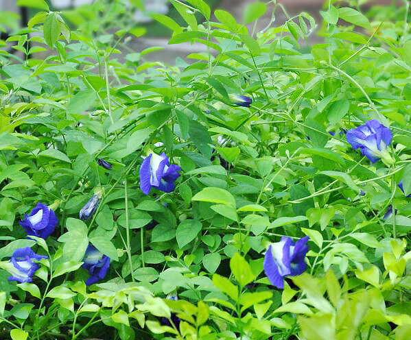 клитория тройчатая