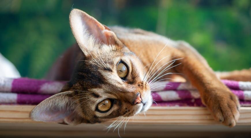 Абиссинская (The Abyssinian)
