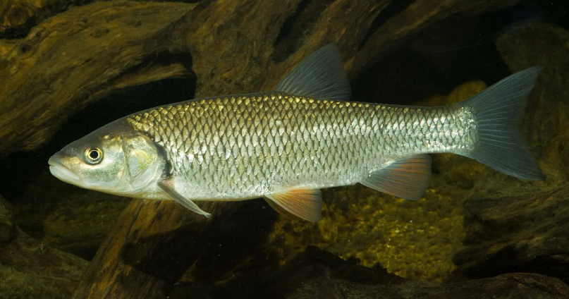 Pin by Magnum 818 on Freshwater Fish Fish, Photos of fish, Freshwater fish