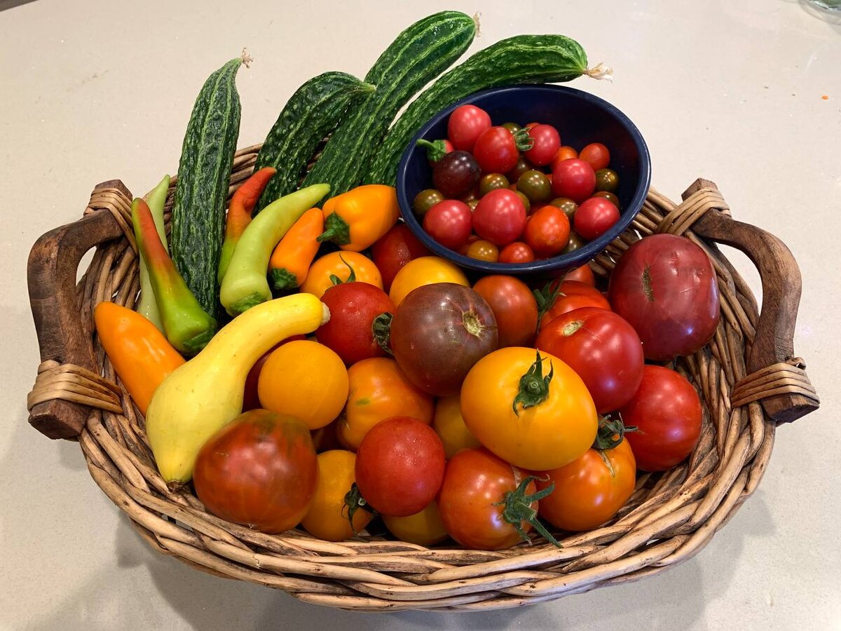 Шикарный урожай подписчицы Дачного агронома 