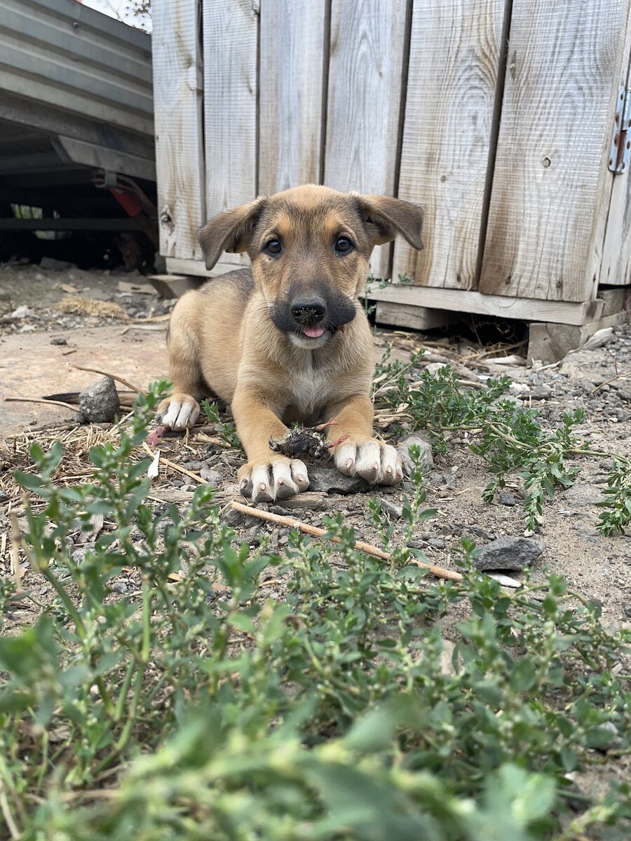 Летка и ее родовое гнездо