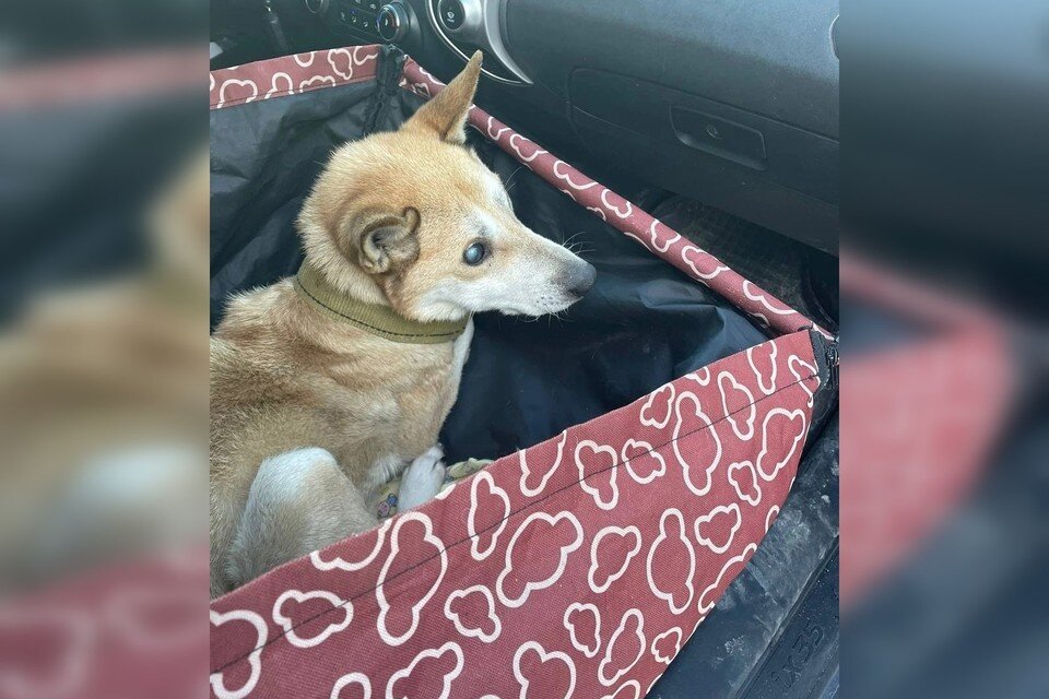     Слепой пес пережил предательство, но его спасла Любовь