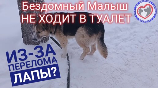 Ежегодная благотворительная ярмарка по сбору средств в помощь бездомным животным является проектом