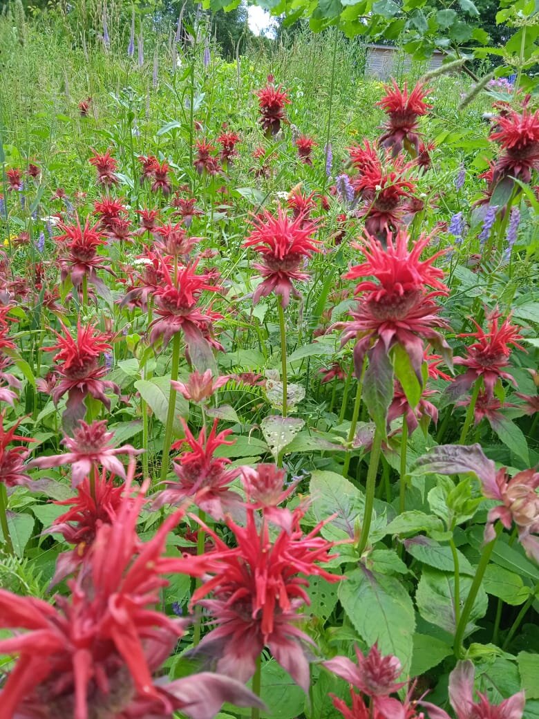 Монарда (лошадиная мята, американская мелисса, горный/пахучий/пчелиный бальзам, индейская крапива). Существует огромное количество декоративных разновидностей данного вида (около 50). Фото из семейного архива.