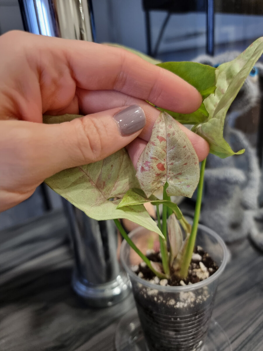 Новый листик растёт уже очень ярким